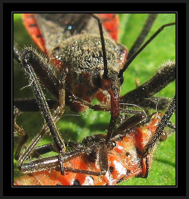 Rhynocoris bipustulatus from Antalya-Turkey